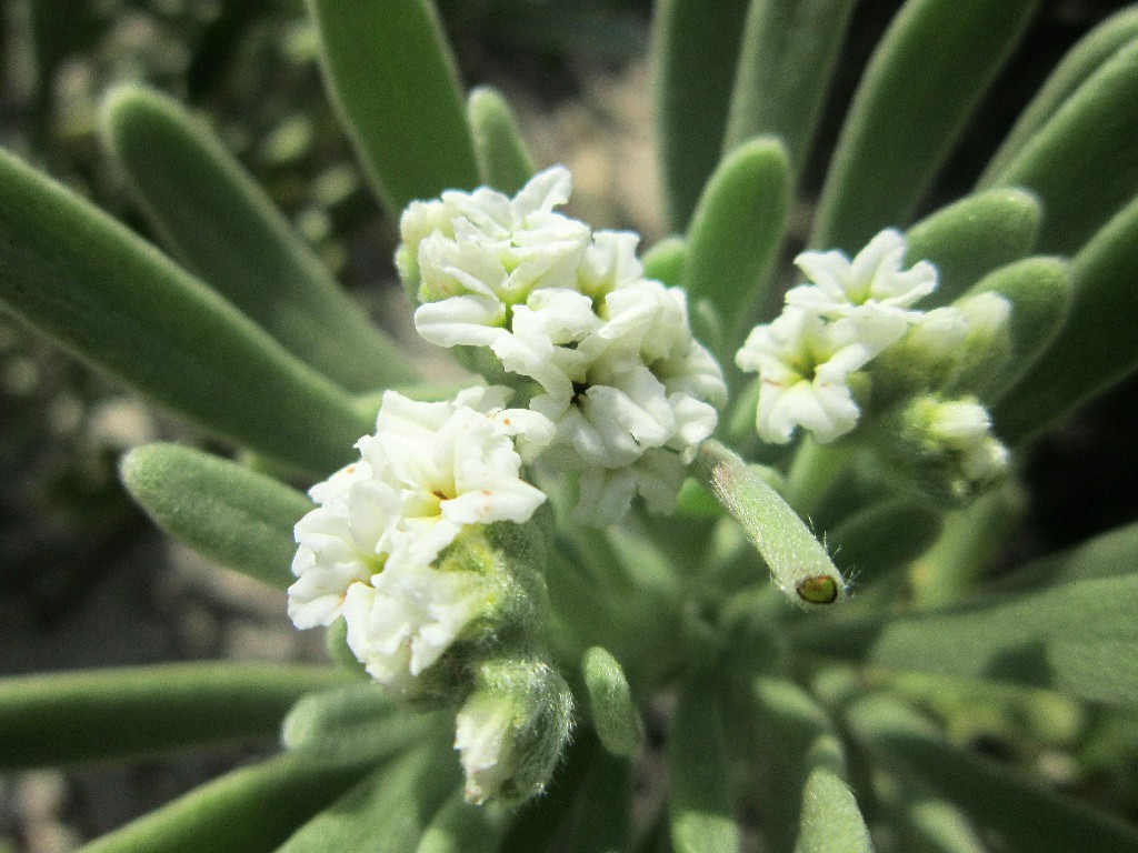 02 Flora. Tournefortia gnaphalodes. Jorge L 