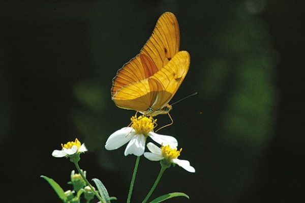 Guanahacabibes mariposa