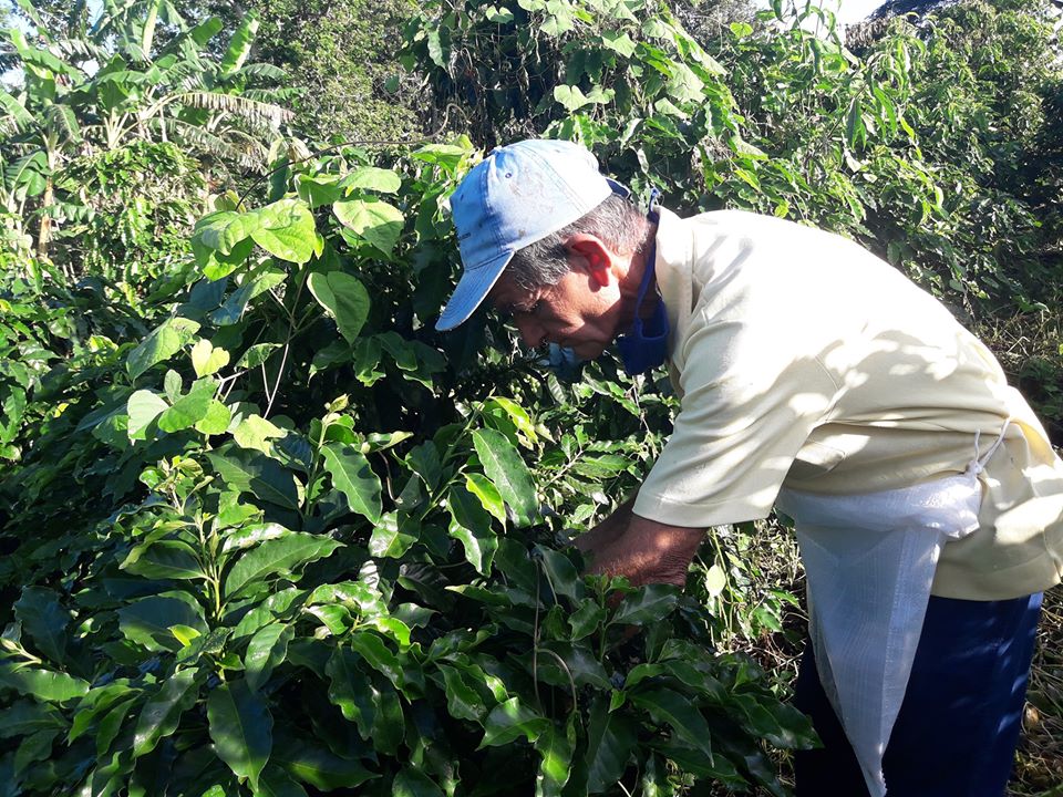 Verano la Palma cafe