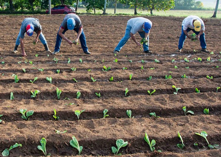 plantaciones de tabaco 750x536