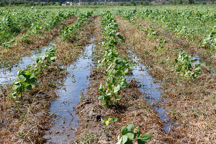 1 camino de la soya en Pinar del Rio guerrillero 750x500 1