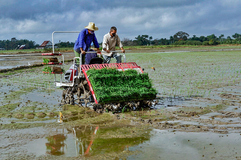 trasplante plantando