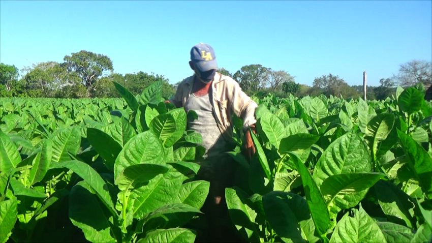 Borolo sembrador de tabaco 1