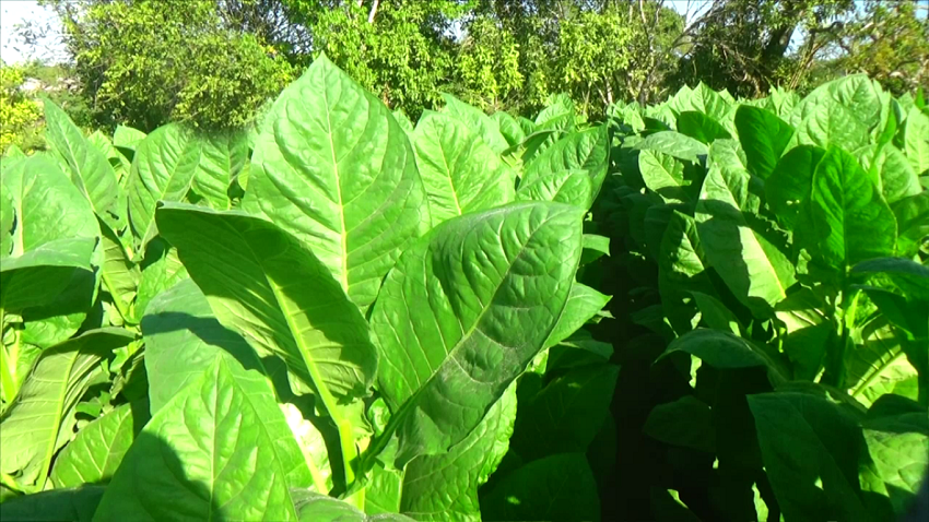 Borolo sembrador de tabaco 2