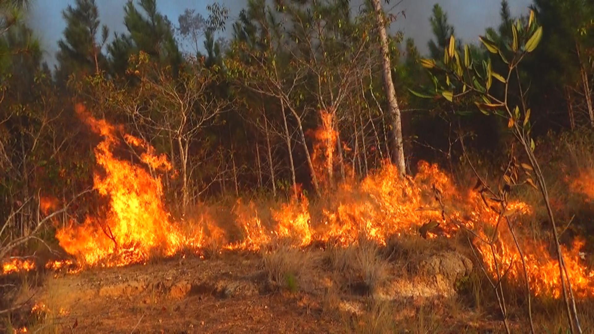 Incendios forestales en Mantua 2