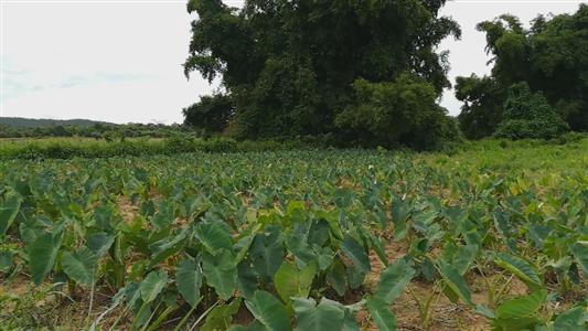 Campos de malanga en márgenes del río Mantua