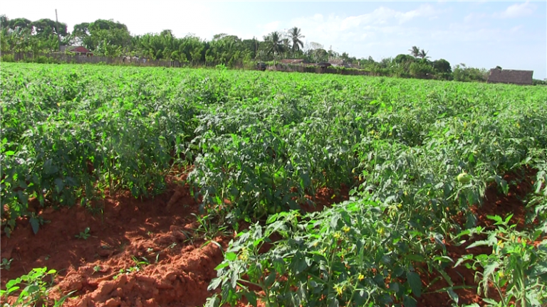 Gisela en su finca 3 768x432