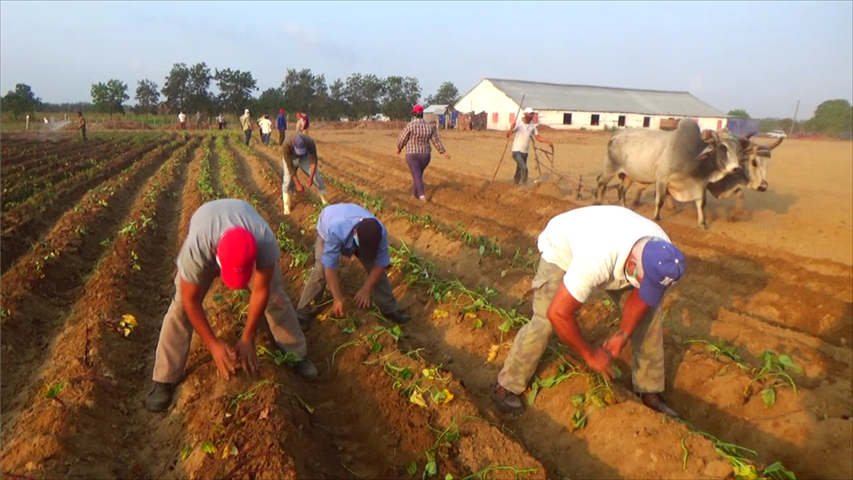 TRabajo voluntario en la agricultura 1