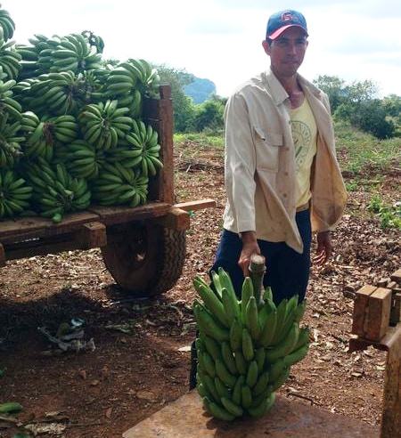 agricultura plátano