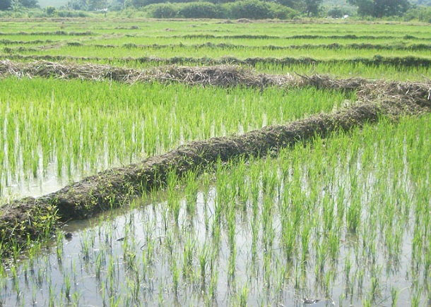 arroz campo