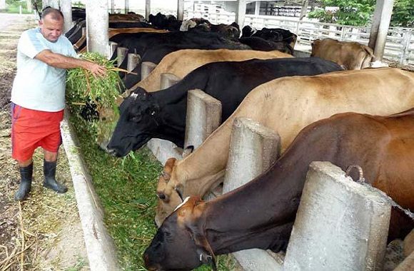 Alimentos vacas 580x380