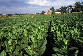 Campo sembrado de tabaco