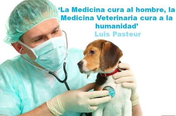 veterinario