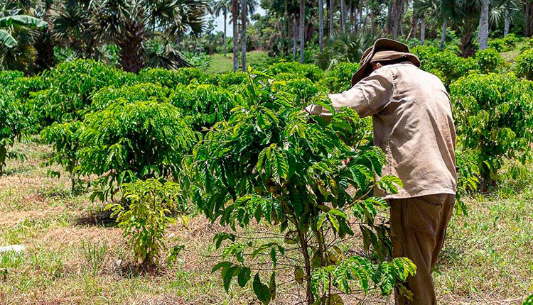 1 plantacion cafe1 750x430