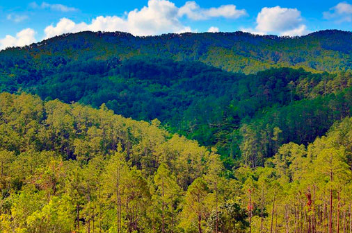 Bosques Matahambre