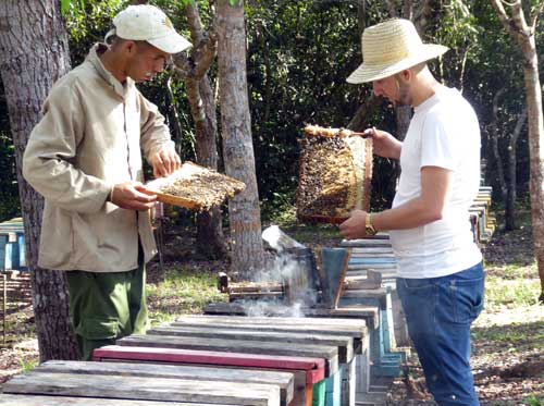 abejas portal