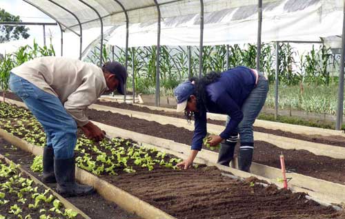 agricultura urbana