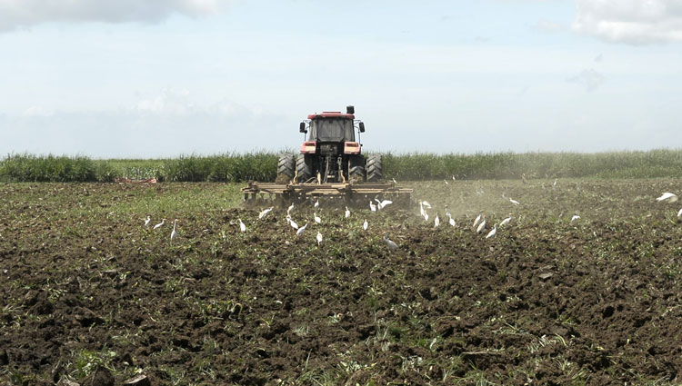 preparacion-Guerrillero-Pinar-del-Rio-Cuba-750x425-1.jpg