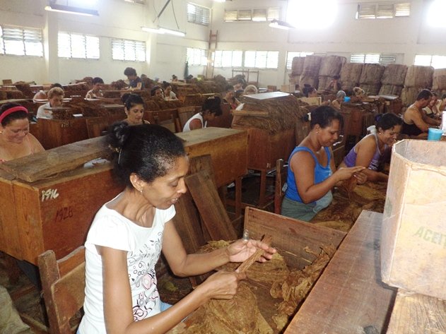 trabajadoras despalillo 1